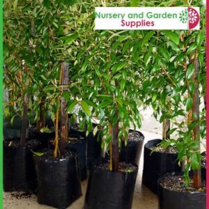 10 litre Standard Poly Planter Bags PB18 at Nursery and Garden Supplies NZ - for more info go to nurseryandgardensupplies.co.nz