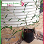 10 litre Standard Poly Planter Bags PB18 at Nursery and Garden Supplies NZ - for more info go to nurseryandgardensupplies.co.nz