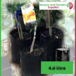 4 litre Poly Planter Bags at Nursery and Garden Supplies NZ - for more info go to nurseryandgardensupplies.co.nz