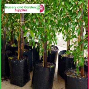 4 litre Poly Planter Bags at Nursery and Garden Supplies NZ - for more info go to nurseryandgardensupplies.co.nz