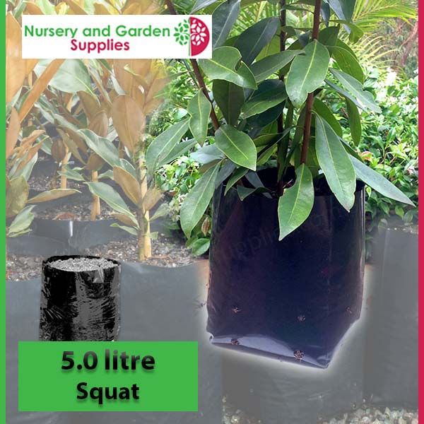 5 litre Squat Poly Planter Bags PB6.5 at Nursery and Garden Supplies NZ - for more info go to nurseryandgardensupplies.co.nz