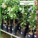 7 litre Tall Poly Planter Bags at Nursery and Garden Supplies NZ - for more info go to nurseryandgardensupplies.co.nz