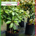 25 litre Poly Planter Bags PB40 at Nursery and Garden Supplies NZ - for more info go to nurseryandgardensupplies.co.nz