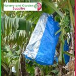 Banana Fruit Bunch Cover Blue - Nursery and Garden Supplies NZ - For more information go to Nurseryandgardensupplies.co.nz