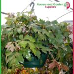 270mm Hanging Basket Green saucerless at Nursery and Garden Supplies NZ - for more info go to nurseryandgardensupplies.co.nz