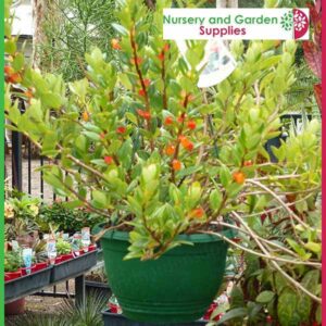 200mm Hanging Basket Green saucerless at Nursery and Garden Supplies NZ - for more info go to nurseryandgardensupplies.co.nz