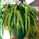 200mm Hanging Basket Green saucerless at Nursery and Garden Supplies NZ - for more info go to nurseryandgardensupplies.co.nz