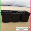 6 cell Thermoformed Seedling Punnet Metric at Nursery and Garden Supplies NZ - for more info go to nurseryandgardensupplies.co.nz