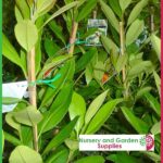 Twist Tie 150mm - for more go to nurseryandgardensupplies.co.nz