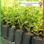 10 litre Tall Poly Planter Bags at Nursery and Garden Supplies NZ - for more info go to nurseryandgardensupplies.co.nz