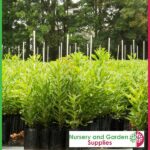 6 litre Tall Poly Planter Bags at Nursery and Garden Supplies NZ - for more info go to nurseryandgardensupplies.co.nz