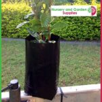 5 litre Tall Poly Planter Bags at Nursery and Garden Supplies NZ - for more info go to nurseryandgardensupplies.co.nz