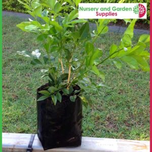 1 litre Poly Planter Bags at Nursery and Garden Supplies NZ - for more info go to nurseryandgardensupplies.co.nz