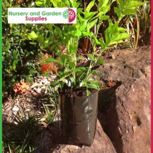 2 litre Poly Planter Bags PB3 at Nursery and Garden Supplies NZ - for more info go to nurseryandgardensupplies.co.nz