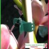 Orchid Butterfly Clip 14mm - for more go to nurseryandgardensupplies.co.nz