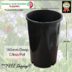 165mm Citrus Pot DEEP