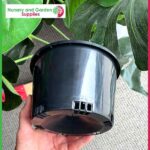 150mm Orchid Squat Pot