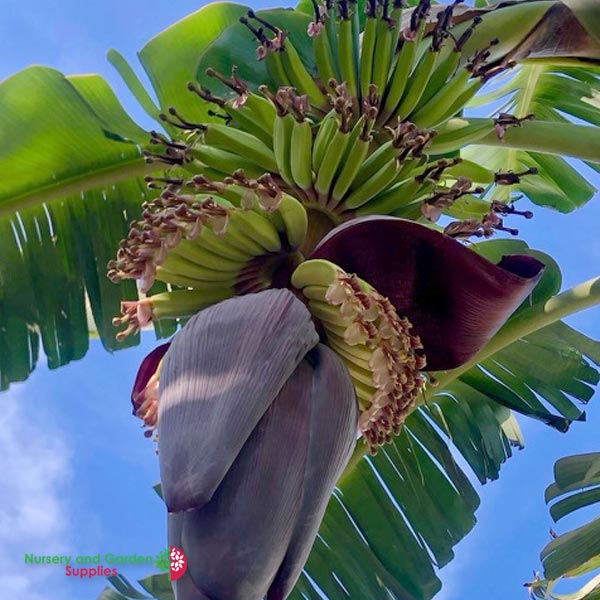 Getting great Banana Fruit