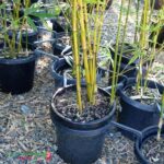 Large Wind Clip Plant Pot Support
