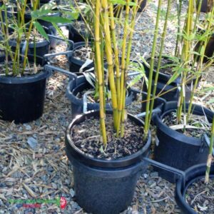 Large Wind Clip Plant Pot Support